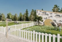 Krowy do zajęć terapeutycznych w Zielonej Górze. Tak, to prawda!