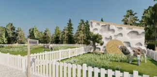 Krowy do zajęć terapeutycznych w Zielonej Górze. Tak, to prawda!