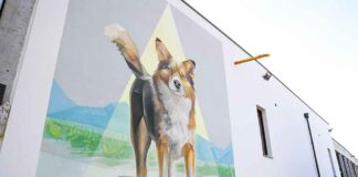 Poważne problemy schroniska dla zwierząt w Zielonej Górze. Nie ma pieniędzy na leczenie zwierząt