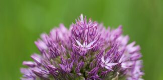 Piękny czosnek ozdobny zakwitł w Zielonej Górze (ZDJĘCIA)