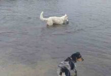 Uwaga. Zaginęły dwa psy z Trzebiechowa (ZDJĘCIA)