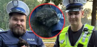 Zielonogórscy policjanci mają wielkie serca. Uratowali małego, porzuconego niedożywionego kotka (FILM)