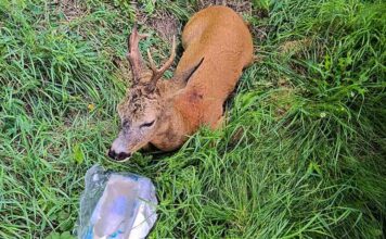 potrącił koziołka i odjechał. Cierpiącego zwierzaka uratowali słubiccy policjanci
