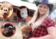 W sobotę otwarcie alpakowego rancza w stylu country (FILM, DUŻO ZDJĘĆ)