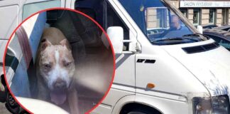 Zielona Góra. Szokujące. Zostawił psa w busie na upale. Zwierzak mógł się ugotować. Uratowali go Michał i Oskar z MZK (ZDJĘCIA)