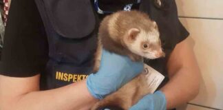 Podawał drapieżnikom żywe zwierzęta jako pokarm. Zabijanie publikował w internecie (ZDJĘCIA)