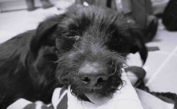 Zielona Góra. Śmiertelnie skatował pieska Lusi. Jest wniosek o areszt dla sadysty