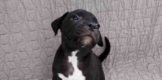 Zaginął piesek. Mógł zostać ukradziony