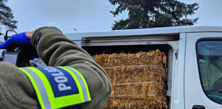 Krosno Odrzańskie. Takiego ładunku i kierowcy nie spodziewali się policjanci z drogówki (FILM)