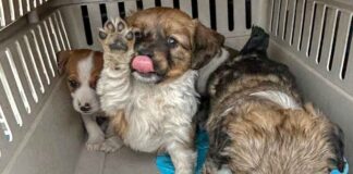 Na bazarze nielegalnie handlowali psami. Trzymali je w torbach (ZDJĘCIA)