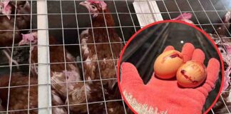 Wstrząsające wyniki śledztwa na fermie w woj. lubuskim. Kury cierpią ściśnięte w klatkach (FILM)