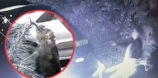 Zielona Góra. Złodziejka ukradła świątecznego jelonka z posesji, wszystko się nagrało (FILM, ZDJĘCIA)