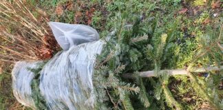 Zielona Góra. ZGK odbierze choinki