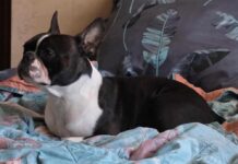 Szokujące zdarzenie w Zielonej Górze. Padł piesek, który na spacerze zjadł kiełbasę naszpikowaną gwoździami