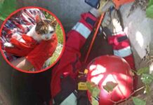 Zielona Góra. Piękna akcja strażaków, brawo!