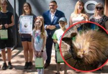 Nowa „zielonogórzanka” ursonka ma na imię Igiełka (FILM)