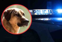 Zielona Góra. Atak psa w Raculi. Eliska walczy o życie