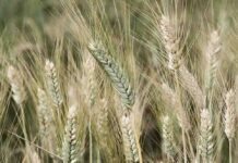 Zielona Góra. W sobotę dożynki, zobaczcie program imprezy w skansenie