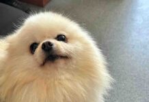 Ukradli Szpica miniaturowego wartego kilkanaście tysięcy złotych. Miał być prezent dla partnerki