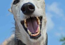 Pies rzucił się na właścicieli i dotkliwie pogryzł. Oboje są w szpitalu