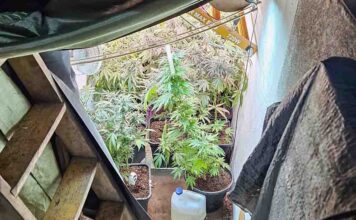 Zielona Góra. Policjanci znaleźli plantację konopi ukrytą pod garażem