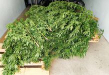 Nowy Tomyśl. Uprawiał konopie. Miał 3,5 kg marihuany