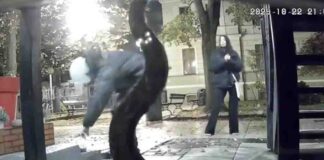 Zielona Góra. Bezczelna kradzież. Młodzi ludzie wyrwali figurkę królika spod sklepu zoologicznego na starówce (FILM)