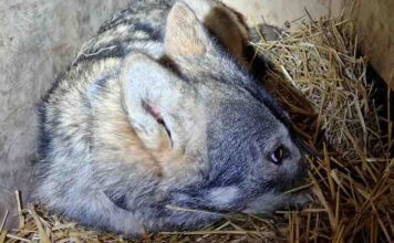 Tragiczna historia wilka o imieniu Mróz. Przetrwał kłusownicze wnyki, a zginął potrącony koło Pyrzyc