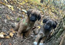 Sadystka wyrzuciła sześć szczeniaczków skazując je na śmierć. Jak można tak postąpić