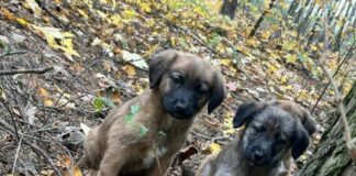 Sadystka wyrzuciła sześć szczeniaczków skazując je na śmierć. Jak można tak postąpić