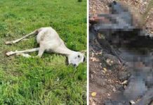 Mieszkańcy Koźli boją się zdziczałych koni biegających po okolicy. Padnięte zjadają zwierzęta leśne