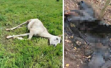 Mieszkańcy Koźli boją się zdziczałych koni biegających po okolicy. Właściciel krzyczy na zwierzęta