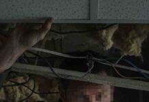 Sklepowy złodziej przed policjantami schował się w podwieszanym suficie