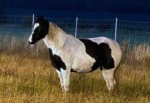 Niecodzienny spacerowicz pojawił się przy autostradzie, kierowcy zwalniali