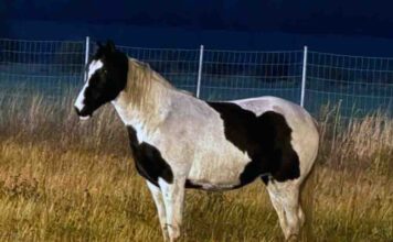 Niecodzienny spacerowicz pojawił się przy autostradzie, kierowcy zwalniali