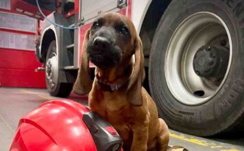 Świebodzin. Nowy czworonożny członek w straży pożarnej (ZDJĘCIA)
