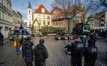 Zielona Góra ma nową choinkę. To 12-metrowy świerk przy ratuszu (ZDJĘCIA)