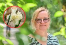 Zielona Góra. Do końca listopada ZGK posadzi kolejne 50 tysięcy kwiatów