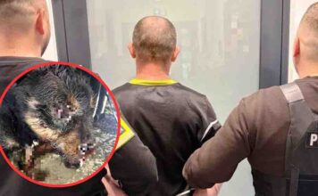 Koszmar psa. Sadysta skatował go metalowym kątownikiem i ciężko rannego wrzucił do śmieci