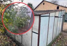 Policjanci wyczuli od 18-latka zapach marihuany. Od razu zaprowadził ich na działki