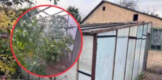 Policjanci wyczuli od 18-latka zapach marihuany. Od razu zaprowadził ich na działki