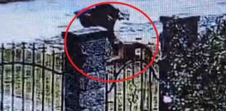 Od miesięcy katował psa. Czworonóg zdołał uciec od oprawcy (FILM)