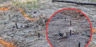 Zabójcza pułapka w lesie. Metalowe ostre wkręty celowo umieszczone w drodze