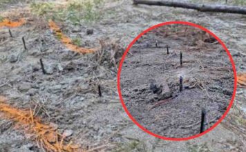 Zabójcza pułapka w lesie. Metalowe ostre wkręty celowo umieszczone w drodze