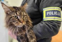 Ukradł kota wartego 12 tys. zł