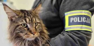 Ukradł kota wartego 12 tys. zł