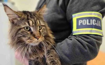 Ukradł kota wartego 12 tys. zł