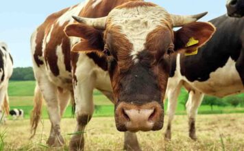 Tragiczny wypadek w gospodarstwie. Byk zabił 60-latka