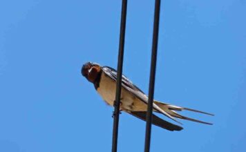 Sulechów. Złodzieje powiedzieli, że setki metrów kabla telekomunikacyjnego znaleźli na ziemi