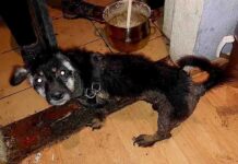 Dramat pieska. Musiał cierpieć latami, 38-latka zatrzymana